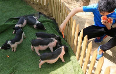 Que feriez-vous si votre cochon d'Inde était victime d'un coup de chaleur ?